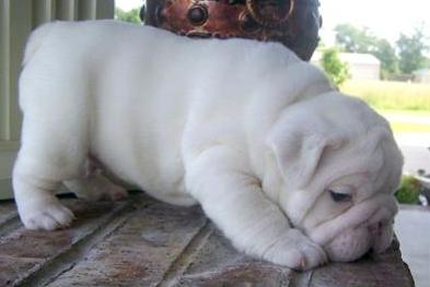 AKC MALE AND FEMALE ENGLISH BULLDOG PUPPIES