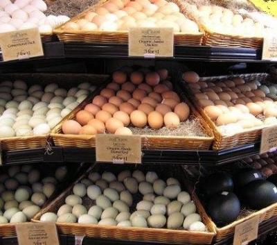 Good Talkative African Grey Parrots for Re-homing