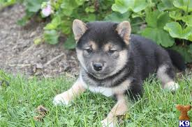 Lovely Shiba inu puppies for sale