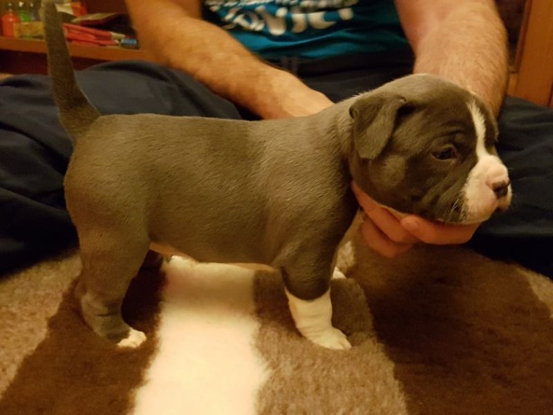 Lovely American pit bull terrier