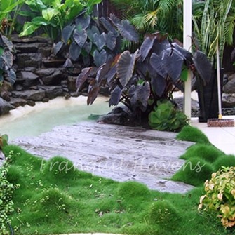 Korean No Mow Grass 10 pots $75.00 Free EXPRESS Post