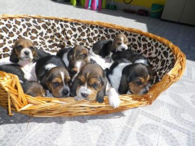 Magnificent basset hound