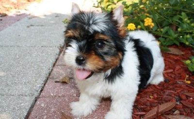 Pretty Yorkie Puppies for sale (male and female)