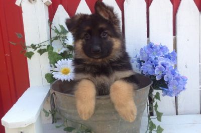 ADORABLE GERMAN SHERPARD PUPPY READY TO GO