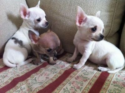 CUTE WHITE Chihuahua Puppies for a caring home