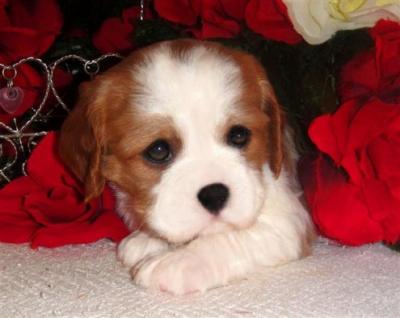 Christmas King cavalier puppy for adoption.