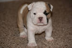 Lovely English Bulldog Puppies for FREE Adoption