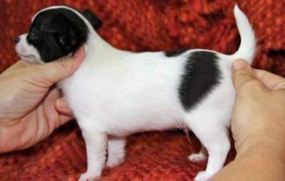 Two Gorgeous Chihuahua Puppies