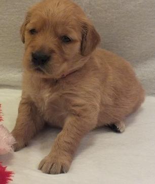Charming golden retriever Puppies For Sale