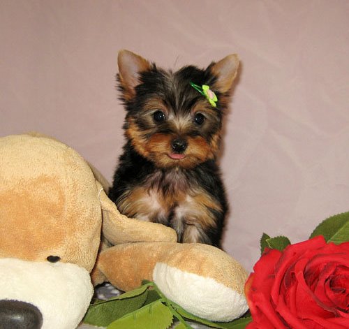 Quality Male And Female Yorkie Puppies Adoption
