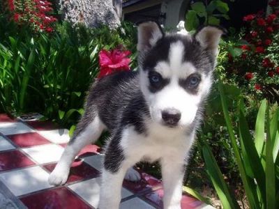 Siberian Husky puppies for free adoptionm
