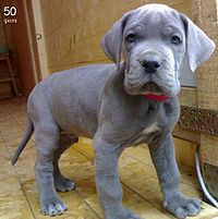 Lovely Great Dane Puppies Ready