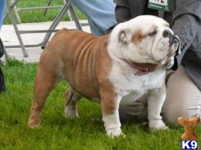 English Bulldog Puppies Ready Now, Male, 1-3 months,for sale