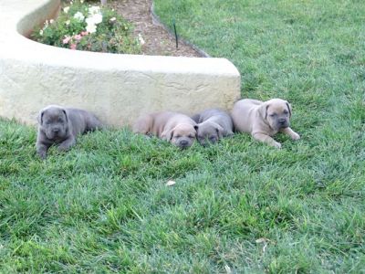 cane corso puppies for sale
