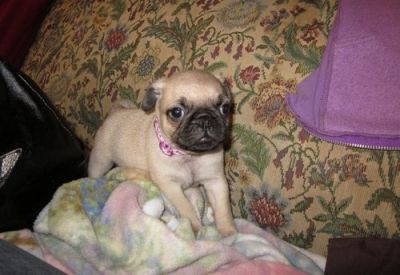 sweet   registered tiny fawn pug puppies for good homes
