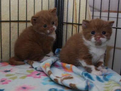 Chocolate Persian kittens (10 weeks