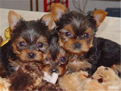 Teacup yorkie puppies
