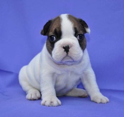 Lovely Home trained Pomeranian and English Bulldog puppies for adoption