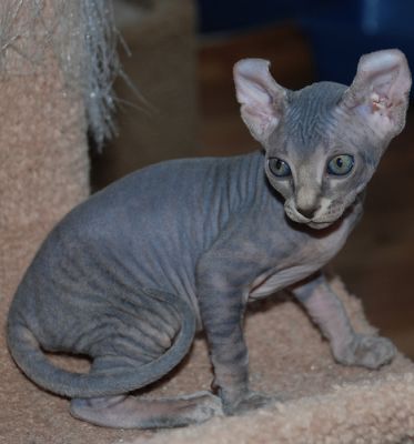Beautiful & Healthy Sphynx Kittens For Good Homes