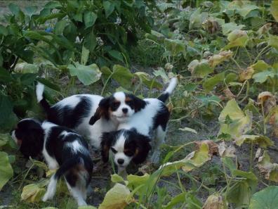  gorgeous Cavalier King Charles Puppies available for adoption