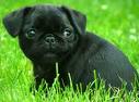  Lovely pug puppies available for a loving and caring home