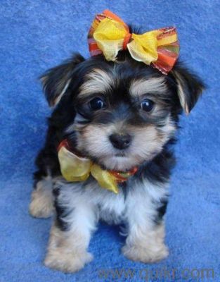 Australian Shepherd Puppies