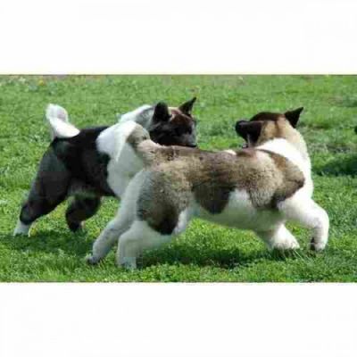 Chunky America Akita puppies available to good homes