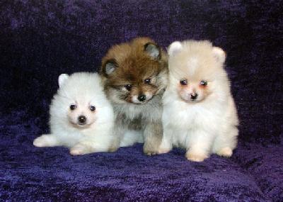 Adorable Pomeranian puppies