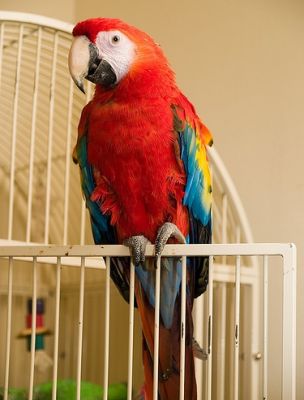 nice looking hand trained scarlet macaw parrots for sale.
