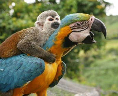 cut squirrel monkeys