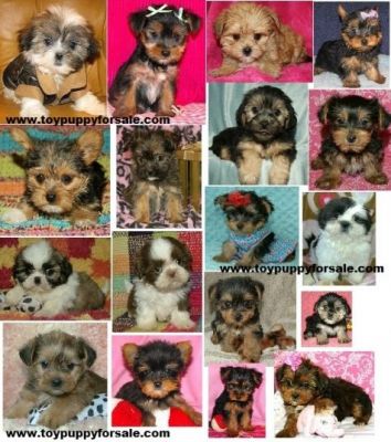  	 Shihtzu Morkie Shorkie Yorkie puppies indiana