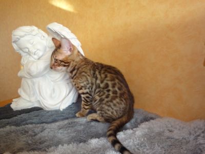 TICA Registered Bengal Kitten