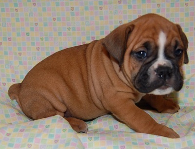 Adorable Male and female English bulldog puppies for good home