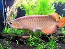 Beautiful Arowana Fishes for Sale