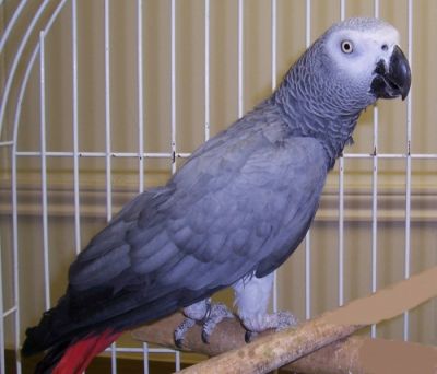 Good Talkative African Grey Parrots for Re-homing