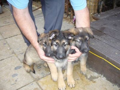 German Shepard puppies