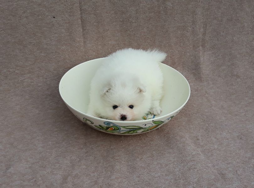Very Fluffy Tiny White Pomeranian Puppies