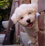 maltese puppies for sale