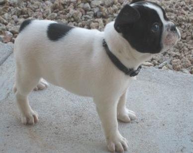 French bulldog for loevely homes