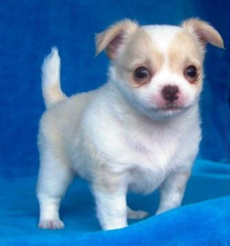 chihuahua puppy