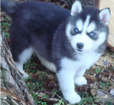 huskypuppie for sale