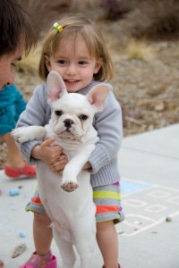 Top Quality French Bulldog Puppies For Cristmas Adoption 