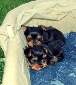 Two gorgeous Yorkie puppies remaining for adoption