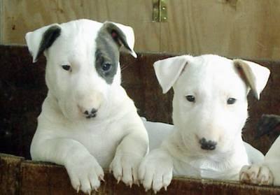 Bull terrier Puppies