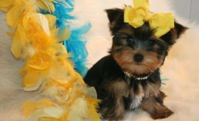 Yorkshire puppies for good homes