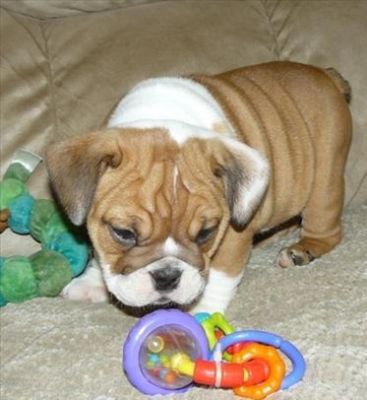 Affectionate English bull dog puppies