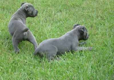 Socialized Male and Female Cane Corso Italiano Puppies