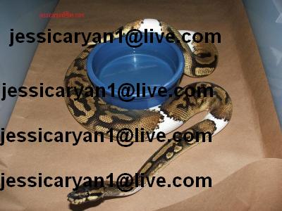 cute and adorable Ball ,Piebald and Albino pythons for adoption