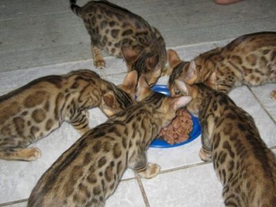 bengal kittens