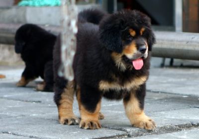 Tibetan Mastiff puppies for sale